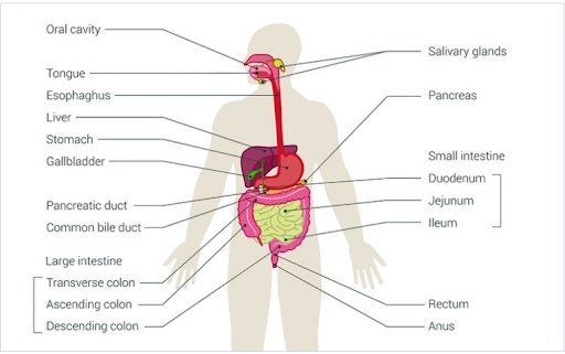 Working of a human digestive system